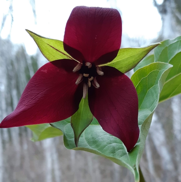 Meet your Posher, Karine - Picture 4 of 11